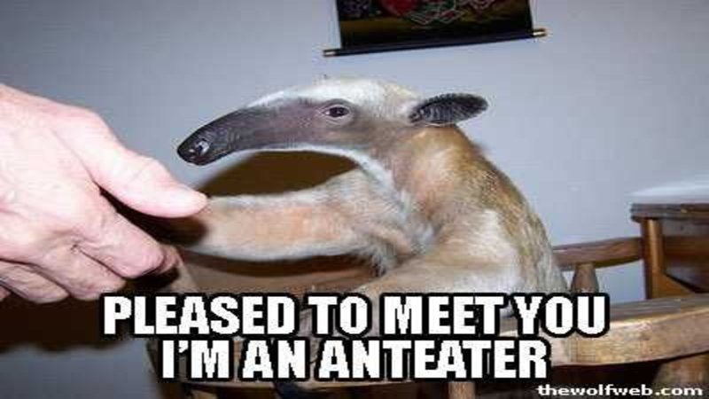 Fuck you i am an anteater foto 738