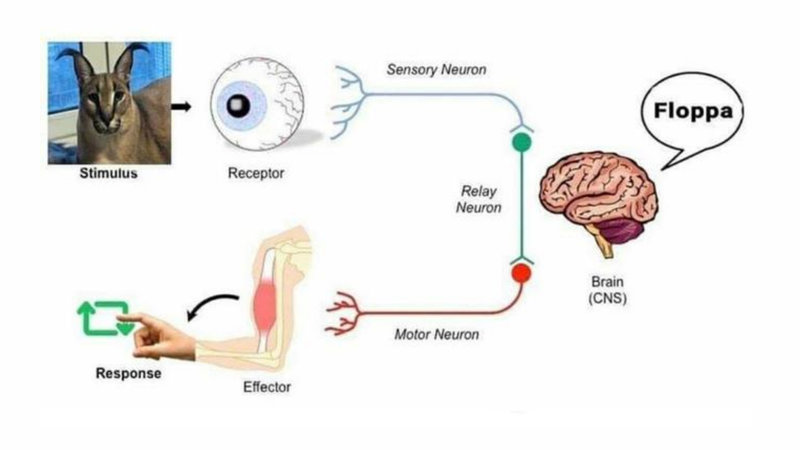Stimulus Response