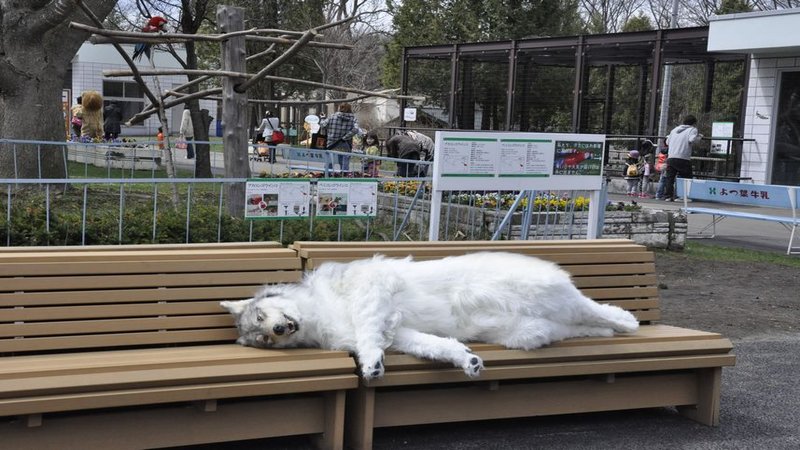 Well That's Terrifying Realistic wolf suit video.