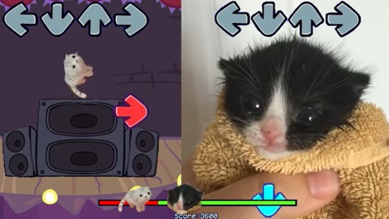 El Wiwi Teaches Towel Kitten How To Funk