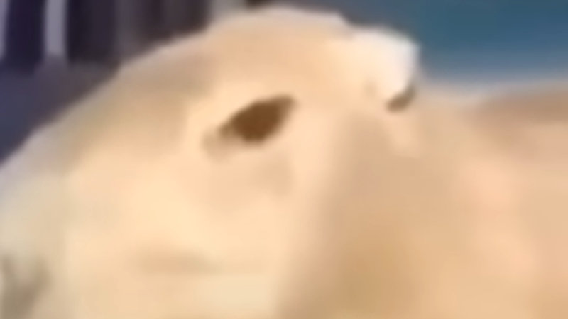 He Do Be Pullin' Up Tho