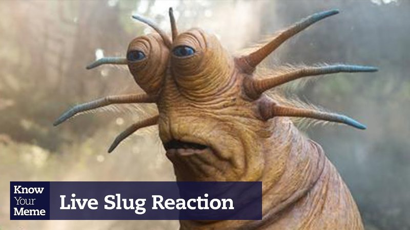 Uncovering The Origin Of 'Live Slug Reaction' Uncovering The Origin of Live Slug Reaction youtube explainer video from KYM.