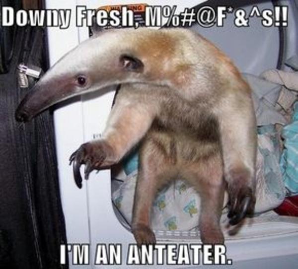 [Image - 786] | I'm an Anteater!!! | Know Your Meme