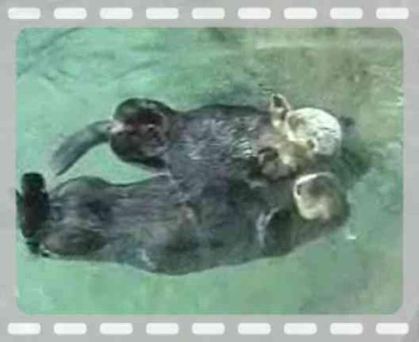 image-4284-otters-holding-hands-know-your-meme
