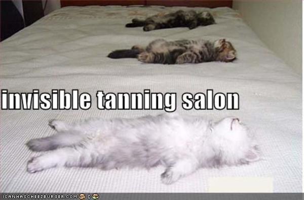 funny-pictures-tanning-salon-kittens.jpg