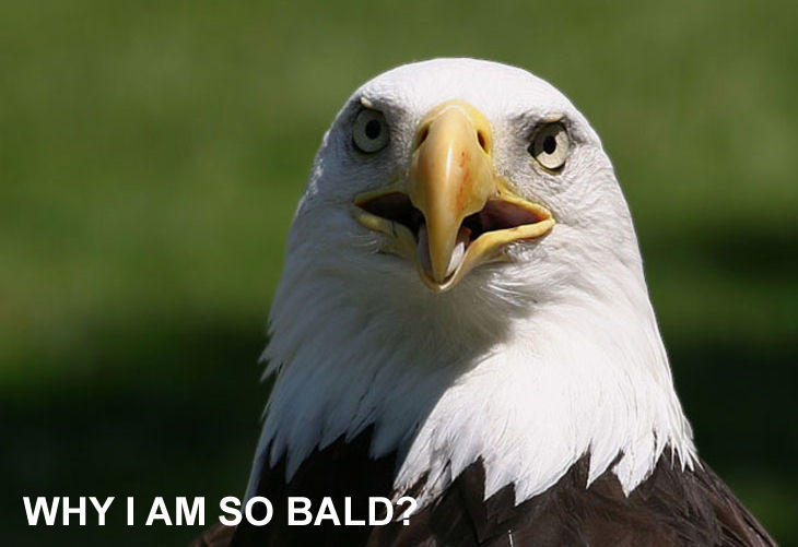 [Image - 20194] | Why I Am So Bald? | Know Your Meme