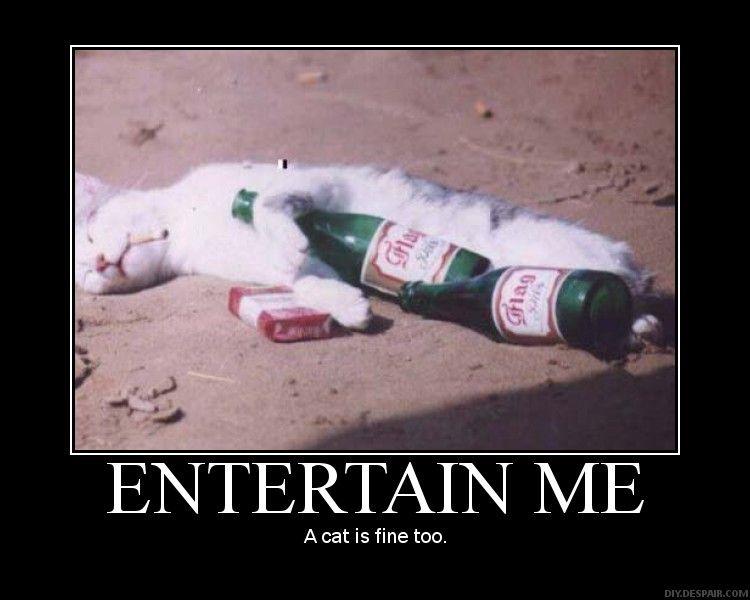 [Image 23198] A Cat Is Fine Too Know Your Meme