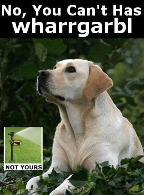 [Image 32395] WHARRGARBL / Sprinkler Dog Know Your Meme