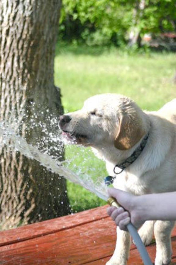 [Image 32948] WHARRGARBL / Sprinkler Dog Know Your Meme