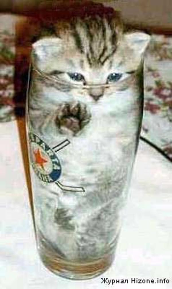 [Image - 37978] | Bonsai Kittens | Know Your Meme