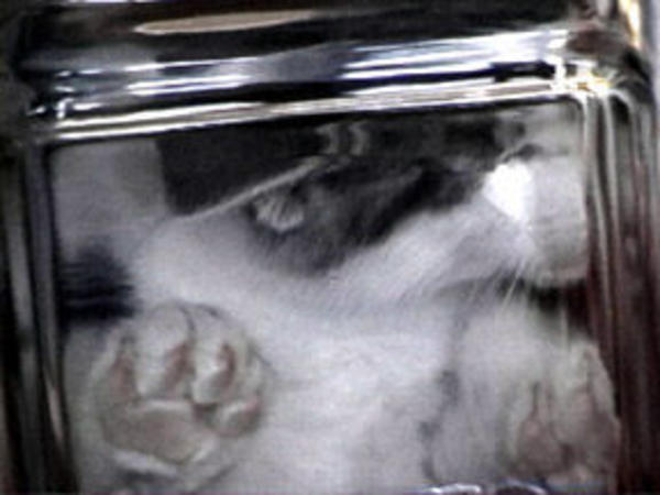 [Image - 37983] | Bonsai Kittens | Know Your Meme
