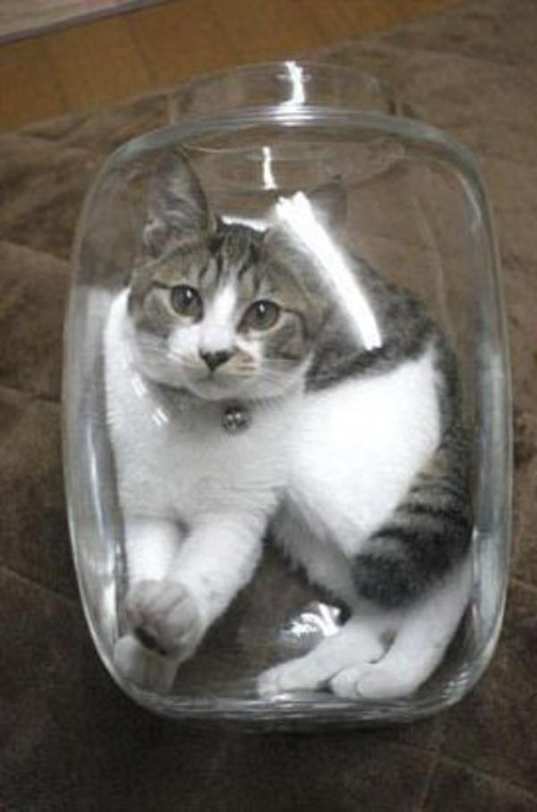 [Image 37984] Bonsai Kittens Know Your Meme