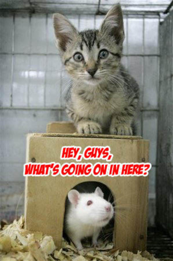 [Image - 61643] | Hey Guys, What’s Going On In This Thread | Know Your Meme