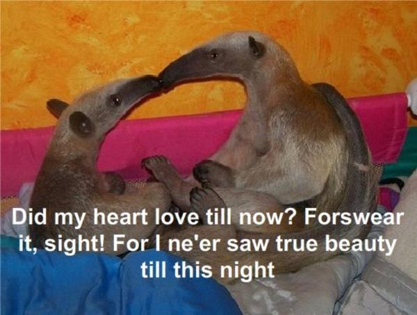 [Image - 96698] | I'm an Anteater!!! | Know Your Meme