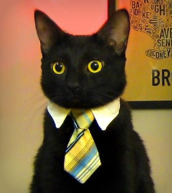 [Image 100157] Business Cat Know Your Meme