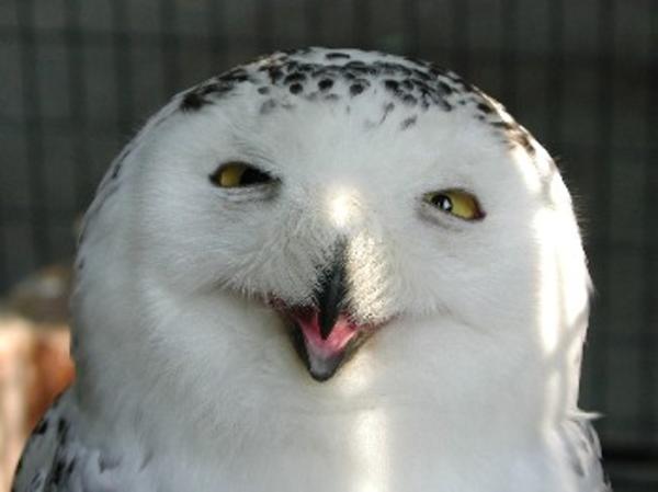 [Image - 158651] | O RLY? | Know Your Meme