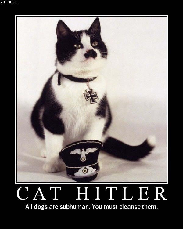 Know Your Meme White Cat