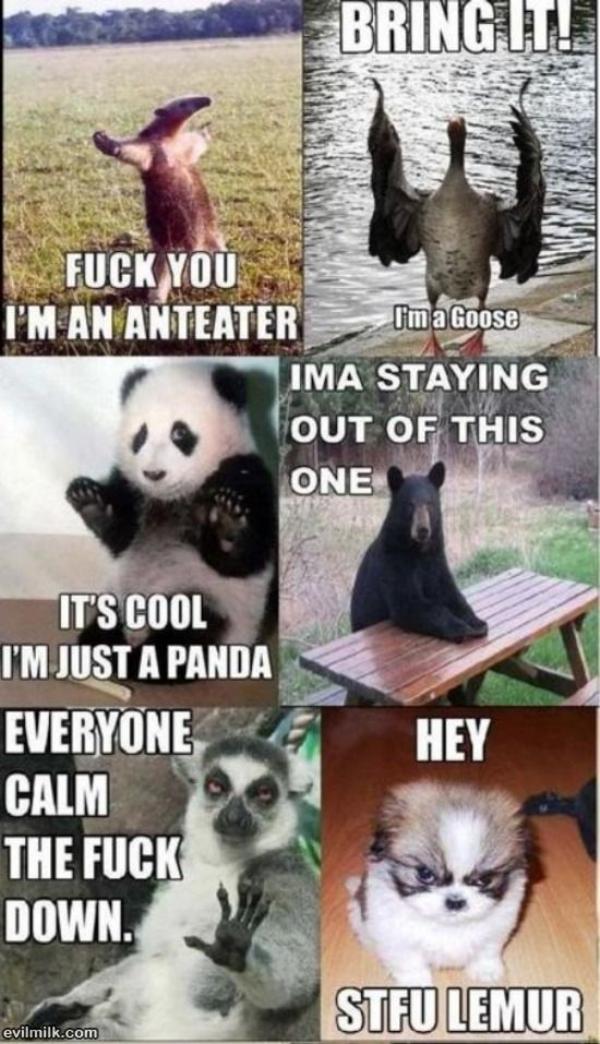 [Image - 220053] | I'm an Anteater!!! | Know Your Meme