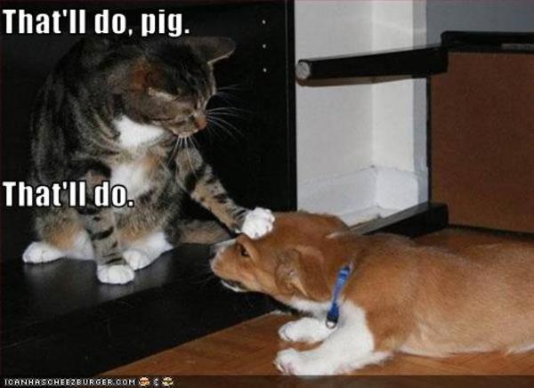 [Image - 234812] | that'll do pig that'll do | Know Your Meme