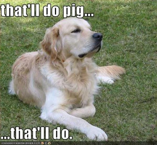 [Image - 234818] | that'll do pig that'll do | Know Your Meme