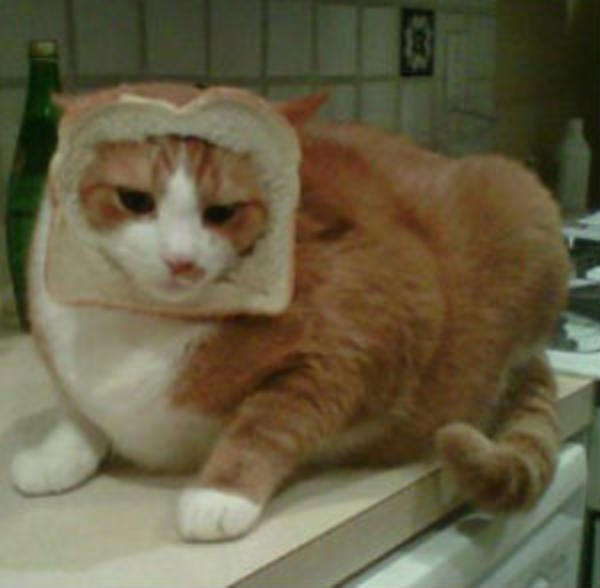 [Image 243043] Cat Breading Know Your Meme