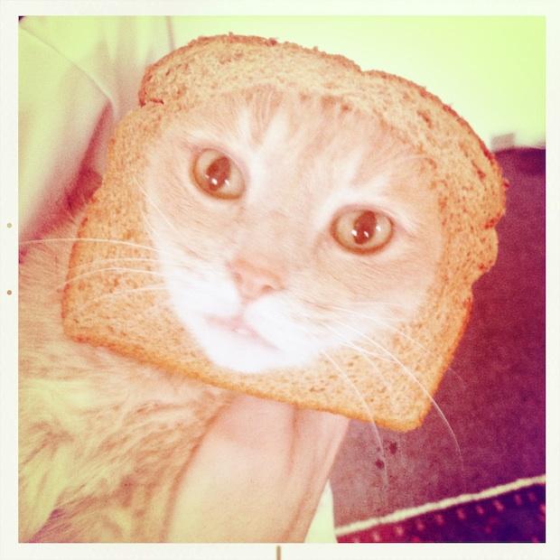 [Image 243060] Cat Breading Know Your Meme