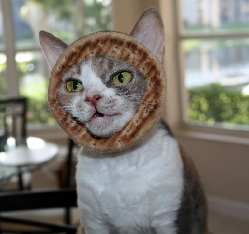 [Image 243417] Cat Breading Know Your Meme