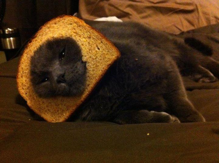 [Image 244258] Cat Breading Know Your Meme
