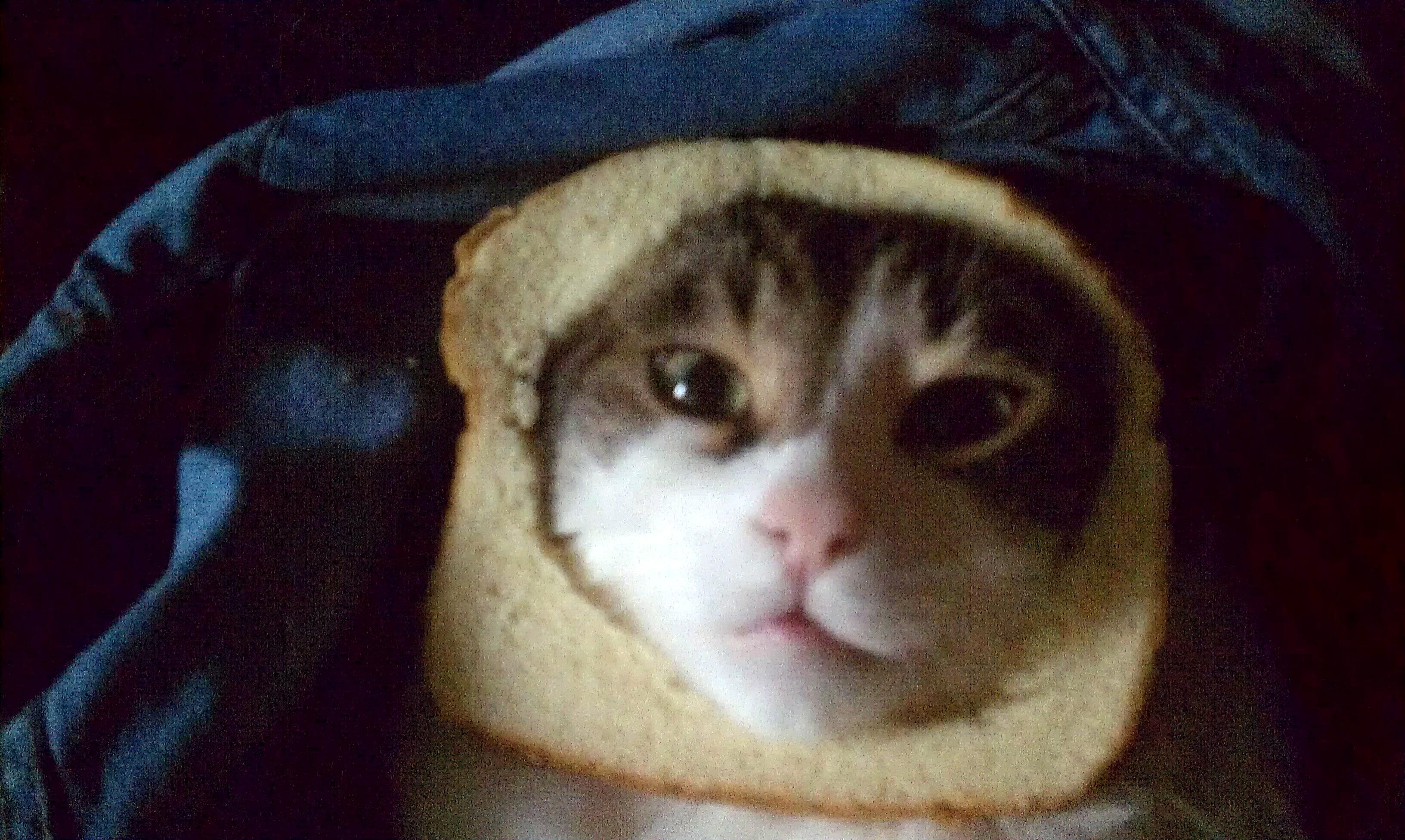 [Image 247140] Cat Breading Know Your Meme