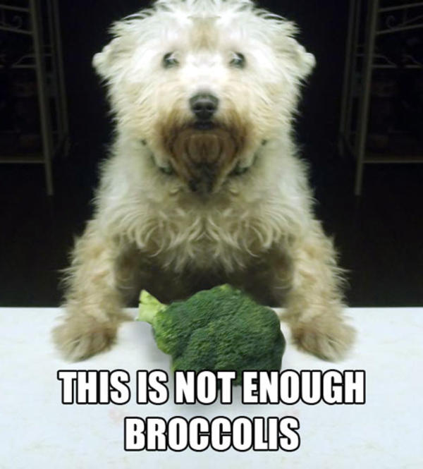 [Image - 257789] | Broccoli Dog | Know Your Meme