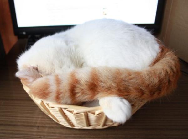 White Cat Jamming Rheingau Com