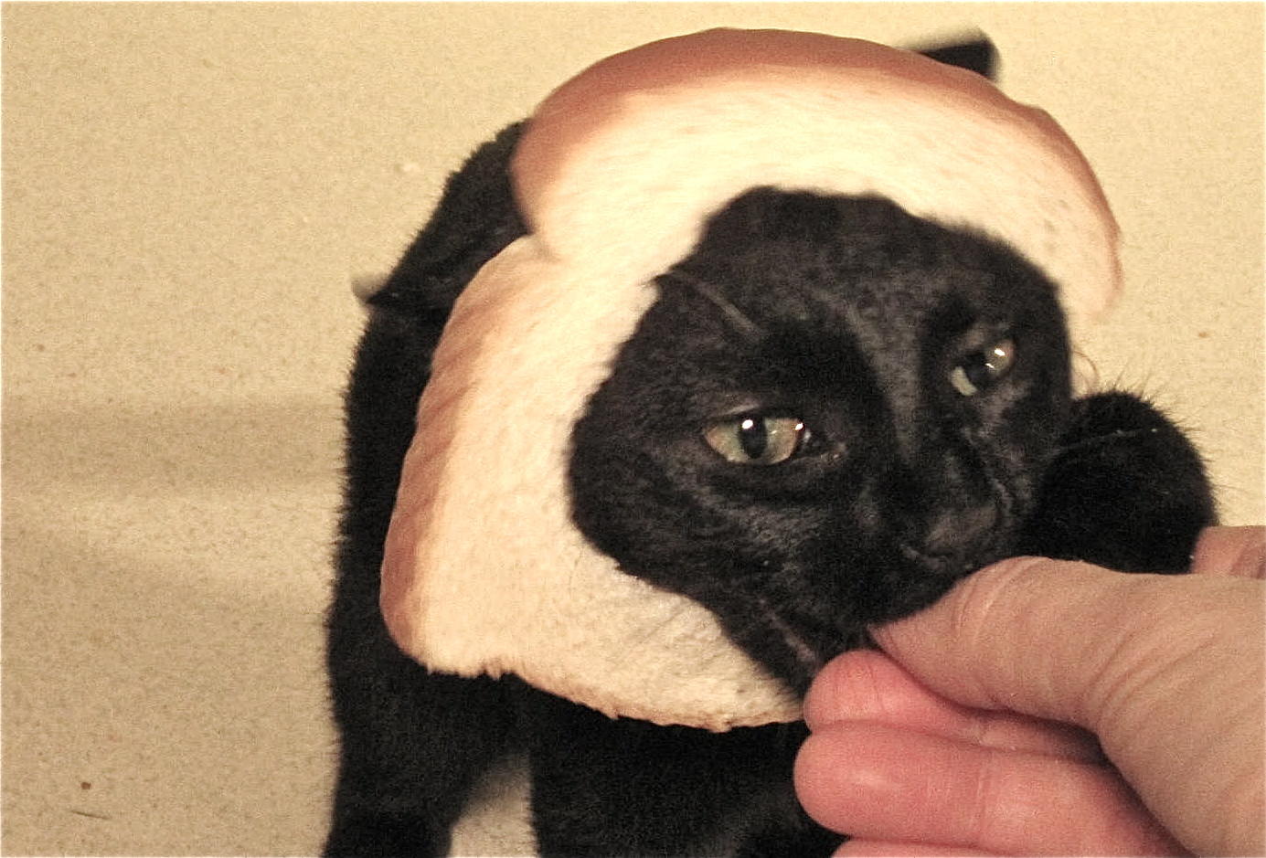 [Image 276274] Cat Breading Know Your Meme