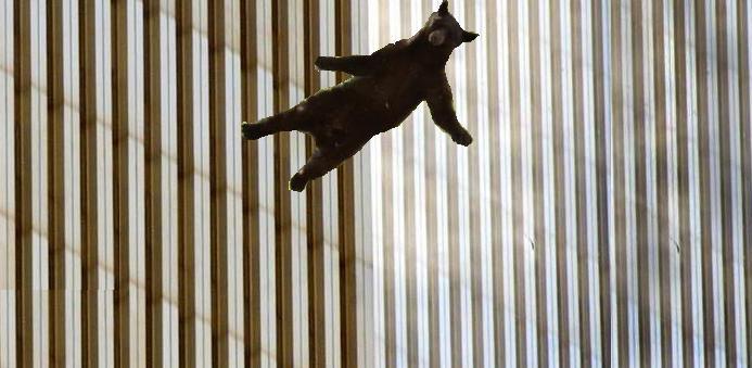  Image 295577 Falling Bear Know Your Meme