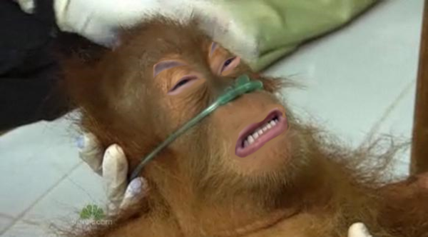 Shamefur... dispray... | Dying Orangutan | Know Your Meme