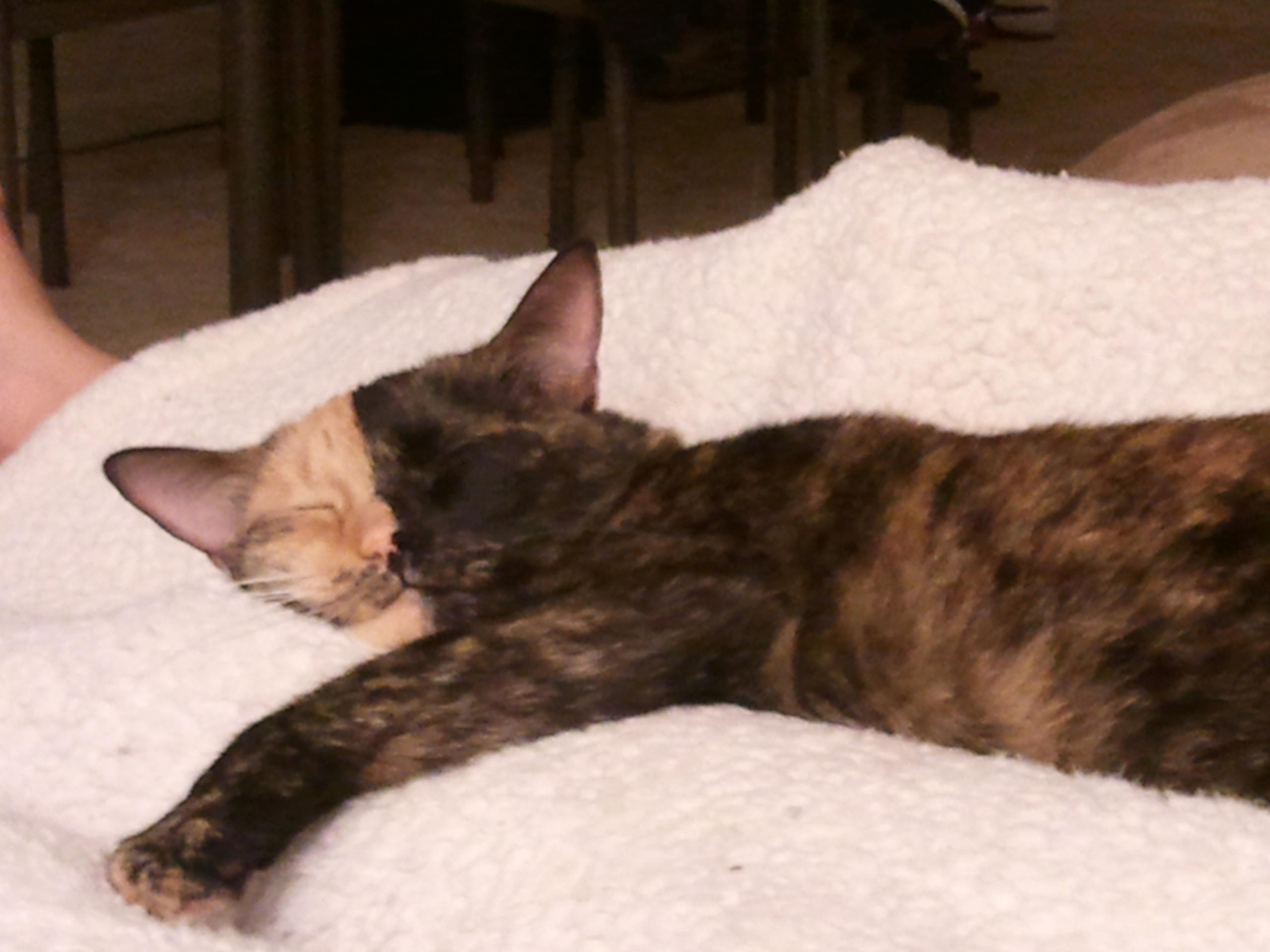 Pebbles FTW Cats Know Your Meme