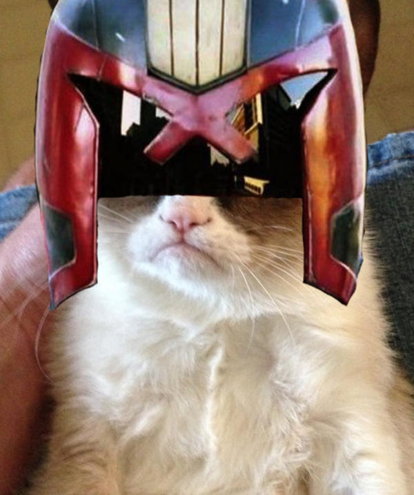 [Image - 406957] | Grumpy Cat | Know Your Meme