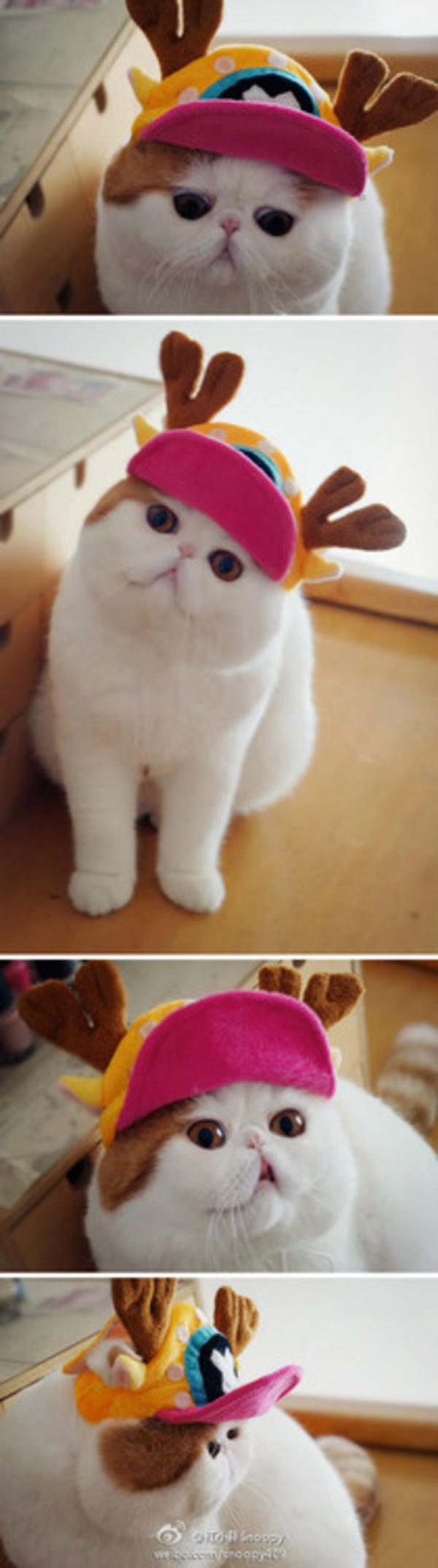 [Image 456286] Snoopy the Cat Know Your Meme