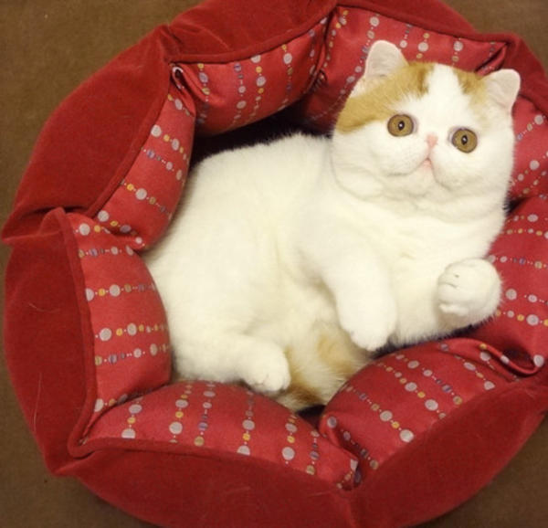 [Image 457056] Snoopy the Cat Know Your Meme