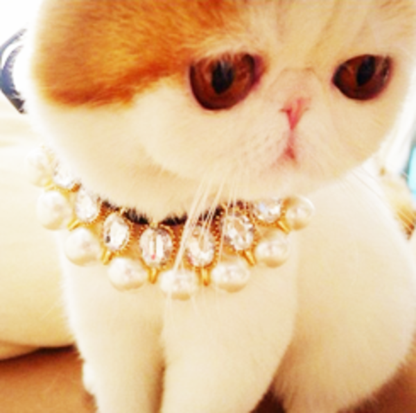 [Image 457063] Snoopy the Cat Know Your Meme