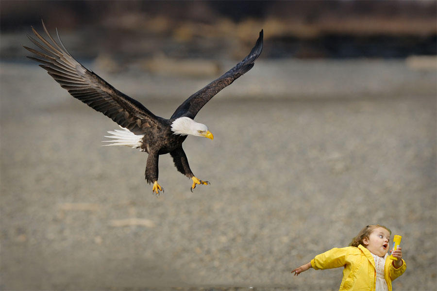 [Image 463016] Golden Eagle Snatches Kid Know Your Meme