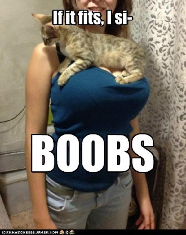 If it fits, I siBOOBS If It Fits I Sits Know Your Meme