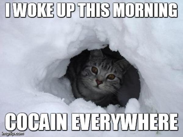 Cocain Cat I Fucking Love Cocaine Know Your Meme