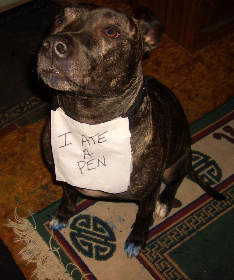 dog ate pen