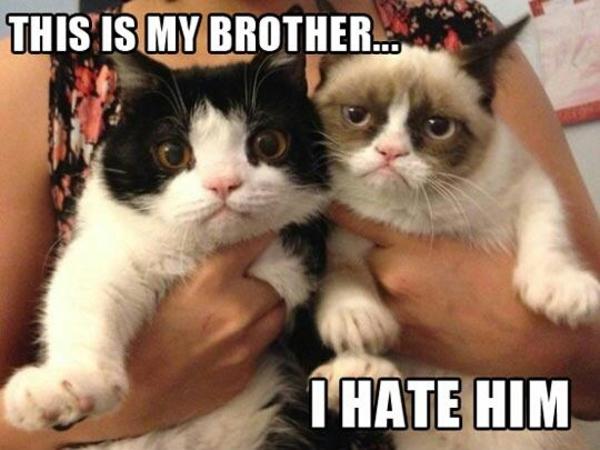 [Image - 538445] | Grumpy Cat | Know Your Meme