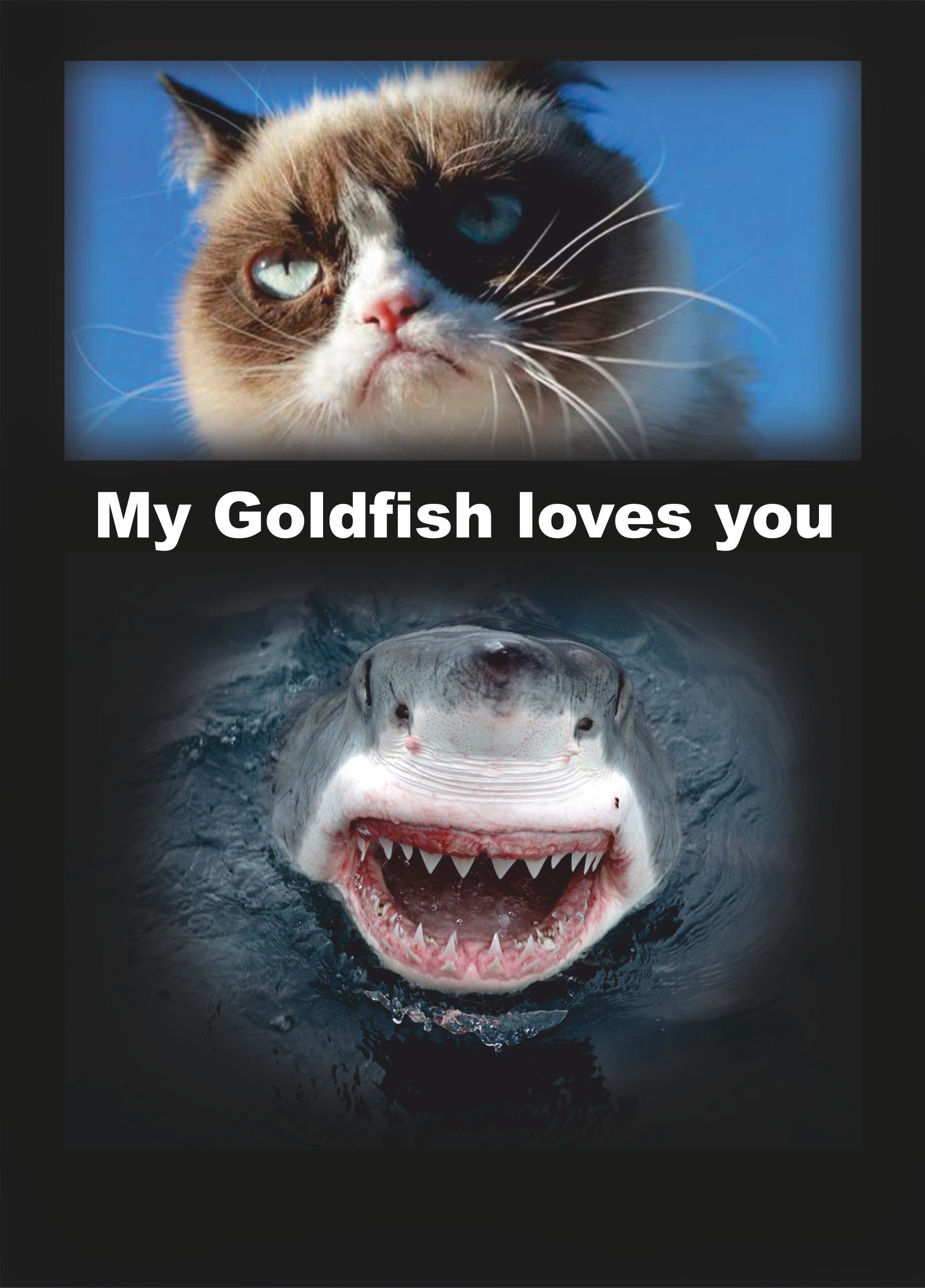 [Image - 541833] | Grumpy Cat | Know Your Meme