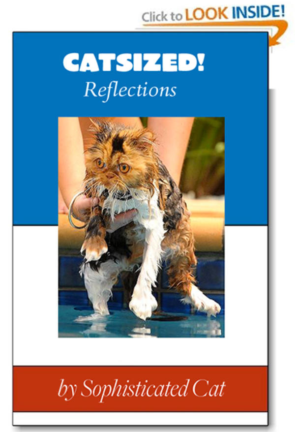 Catsized I Should Buy a Boat Cat Know Your Meme