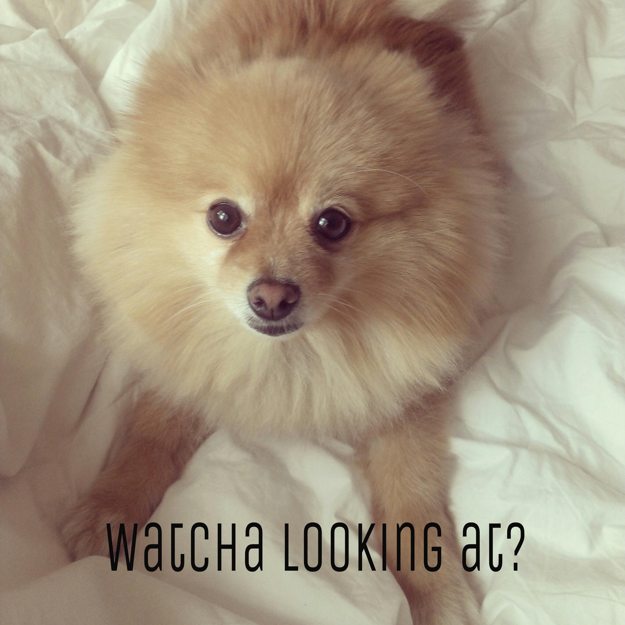 What's up Dogs Know Your Meme