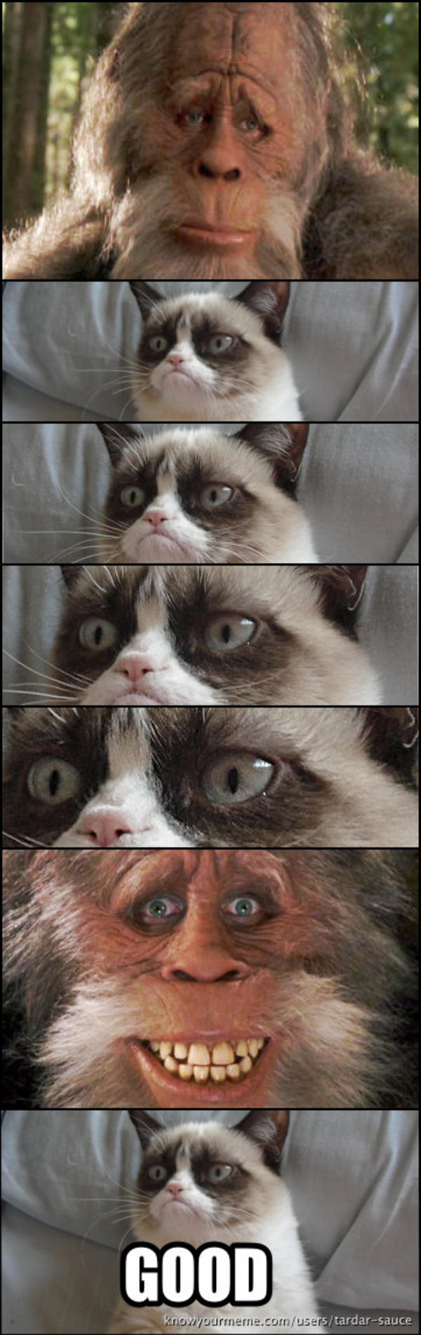 Harry Henderson meets Tardar Sauce | Grumpy Cat | Know Your Meme