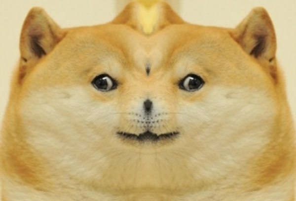 Retarded Dog Video
