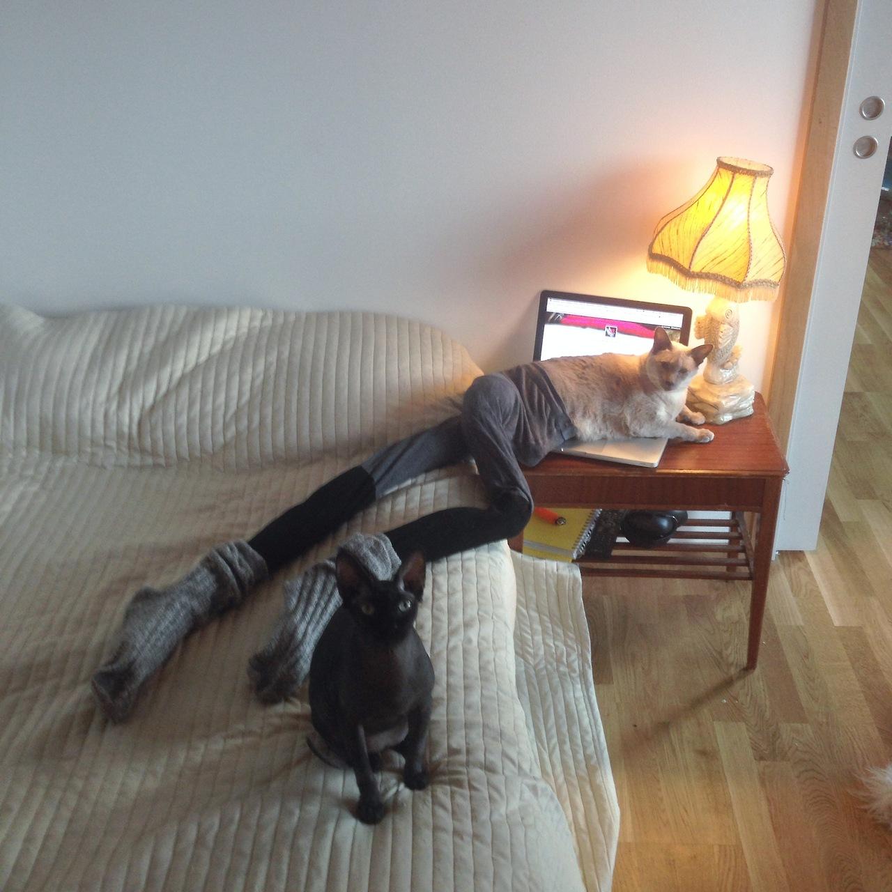 [Image 636291] Cats Wearing Tights Know Your Meme